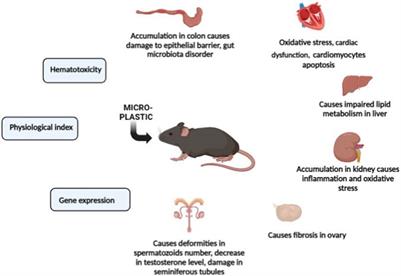 Unraveling the ecotoxicological effects of micro and nano-plastics on aquatic organisms and human health